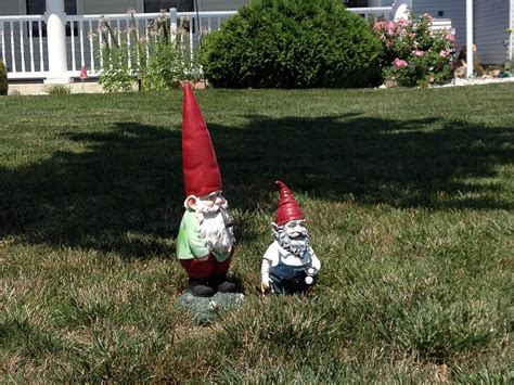 gnome reddit|real sightings of gnomes.